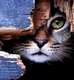 Boo_Gazela