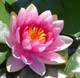 waterlily