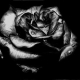 black_label