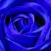 blue_iris