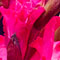 gladiola