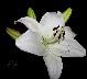 Anula_