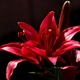 lilyofthevale