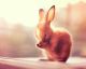 rabbit90