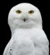 hedwiga