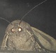 nightmoth