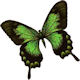mariposa